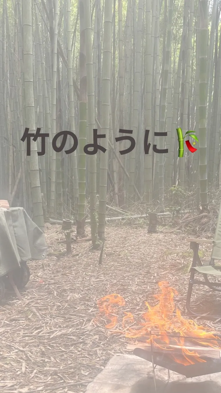 竹のように🎋